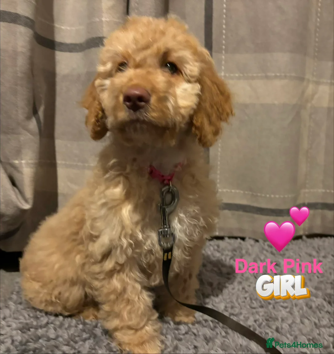 Cockapoo dogs for sale: 🐶8 Beautiful Cockapoo puppies🐶 - Advert 27