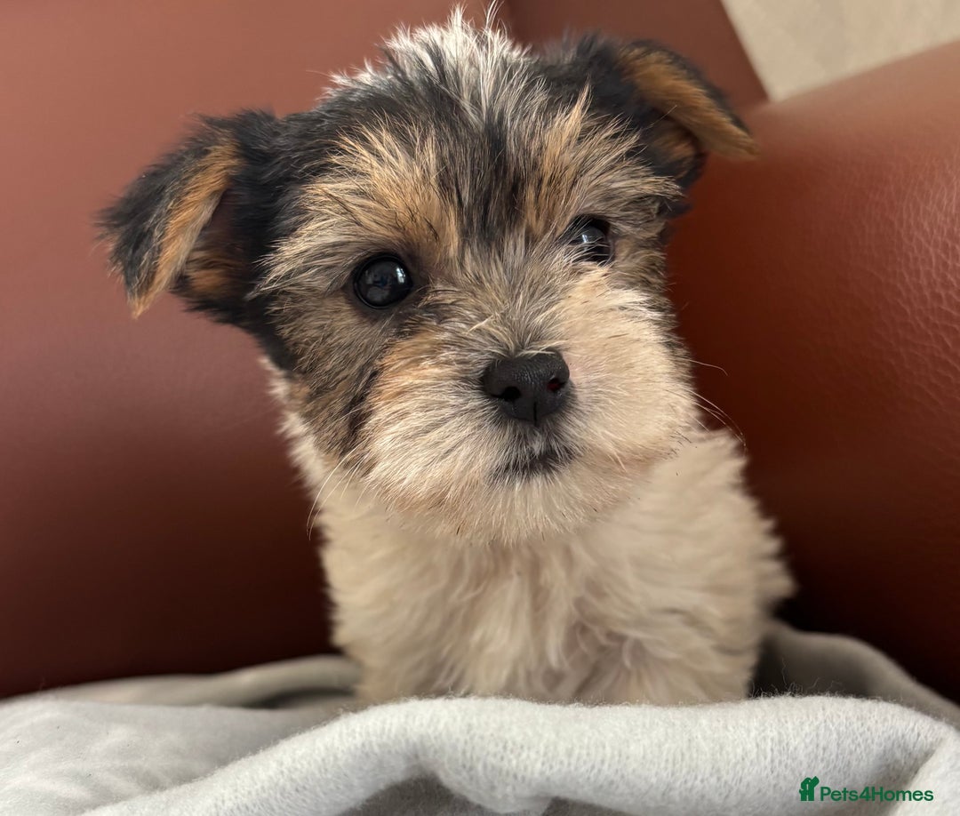 Mixed Breed dogs for sale: Yorkshire terrier/Jack Russell - Image 20