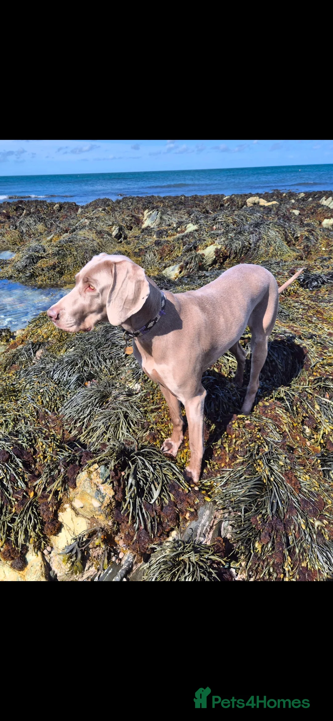 Weimaraner dogs for sale: Weimaraner KC Reg GUNALT CHAMPION BLOODLINE  - Advert 17