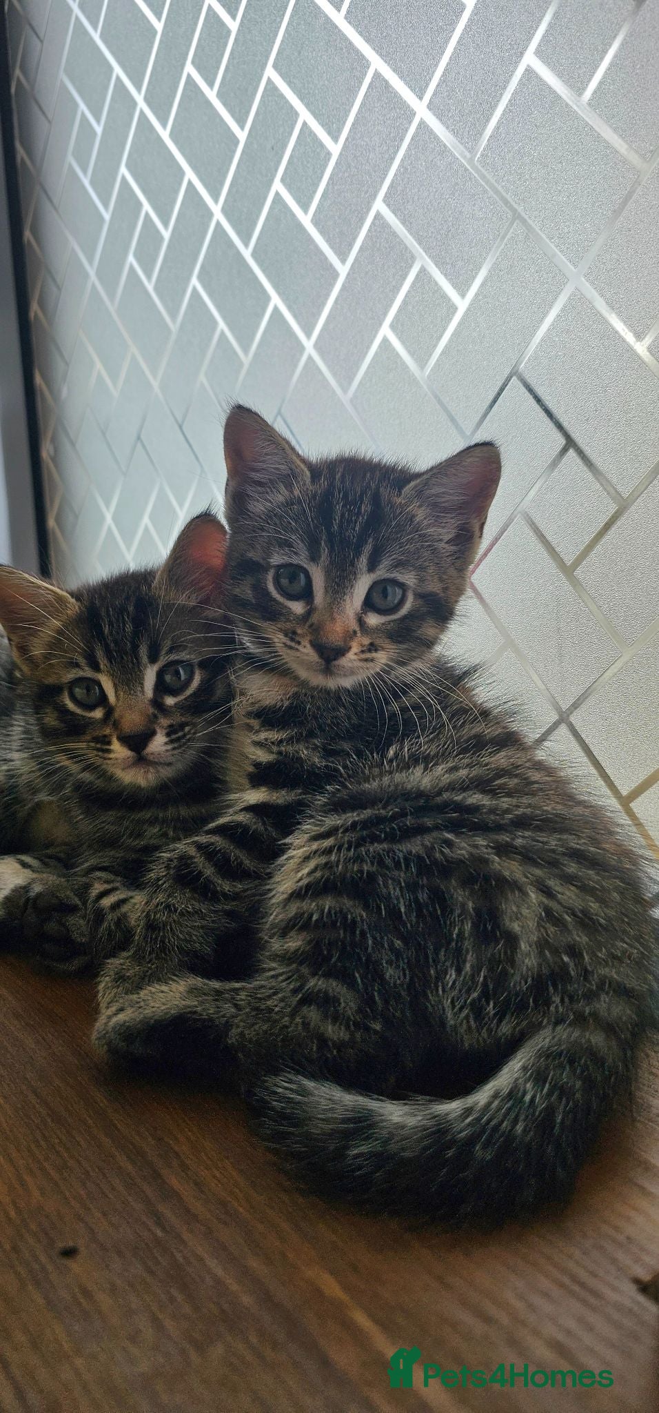 Mixed Breed cats Beautiful Bengal Mix Kittens - Advert 1