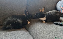 Mixed Breed rabbits for sale: Adorably cute baby bunnies-2 boys 1 girl available - Image 5