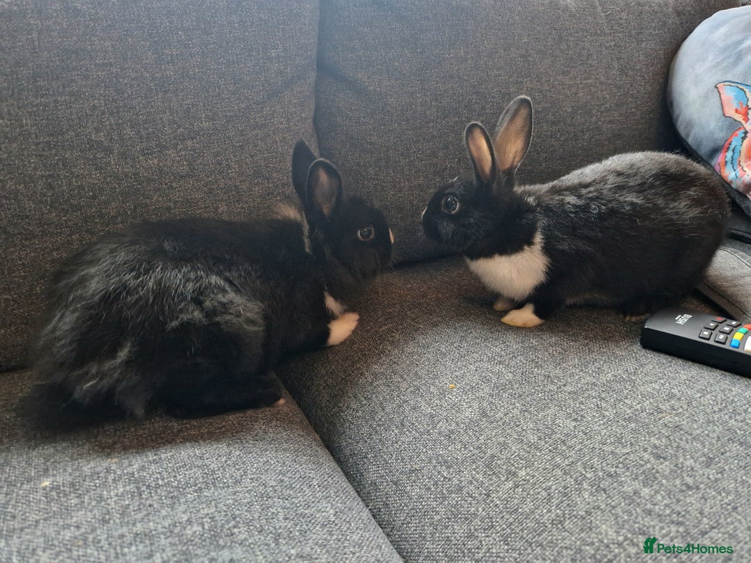 Mixed Breed rabbits for sale: Adorably cute baby bunnies-2 boys 1 girl available - Image 5