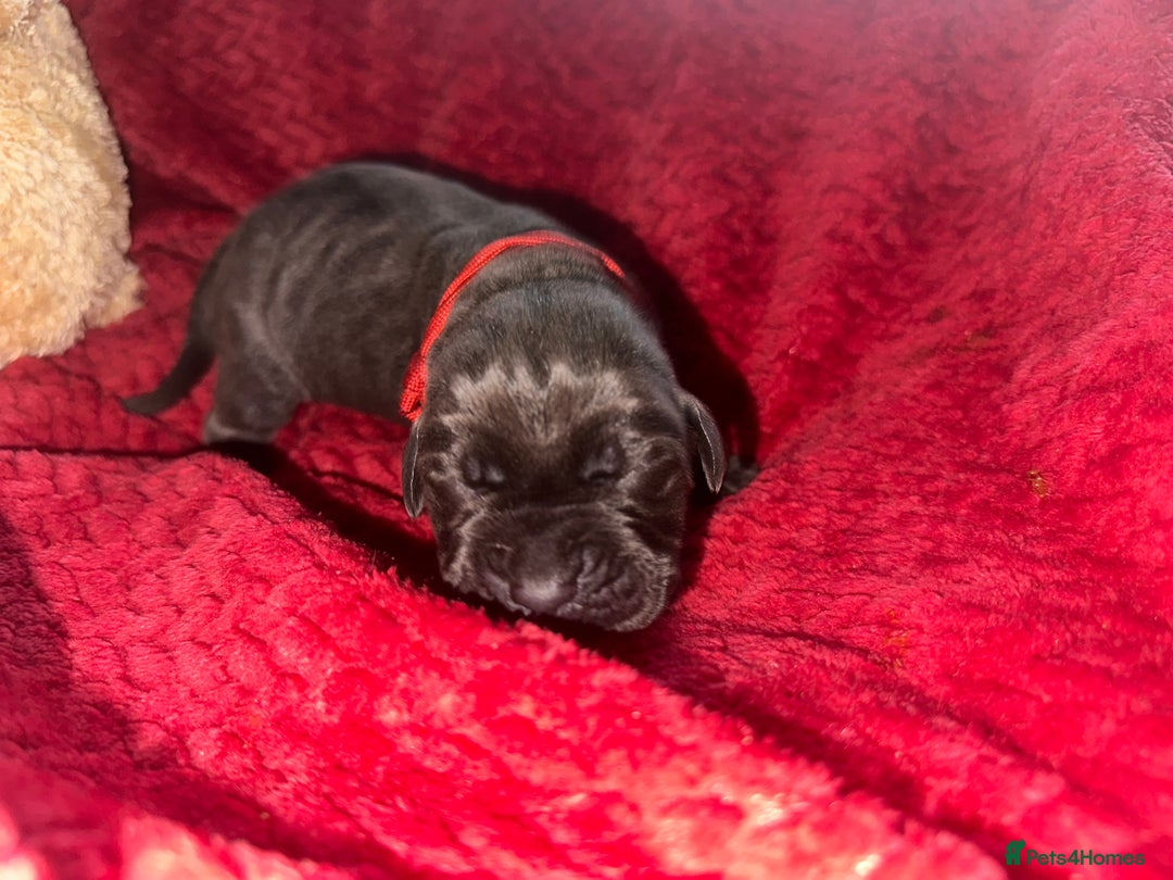 Cane Corso dogs for sale: Purebred Cane Corso  - Advert 8