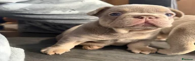 French Bulldog Puppy 1