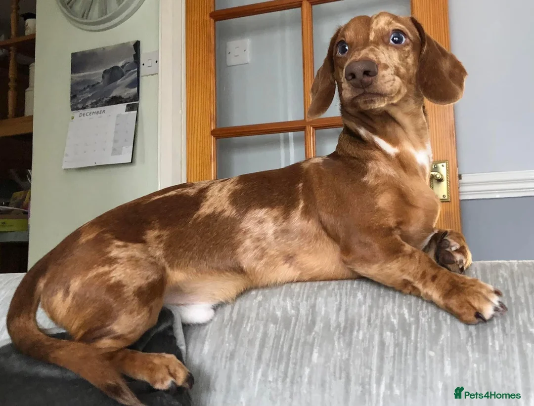 Miniature Dachshund dogs for stud: miniature dachshund stud  in Pontypridd - Advert 1