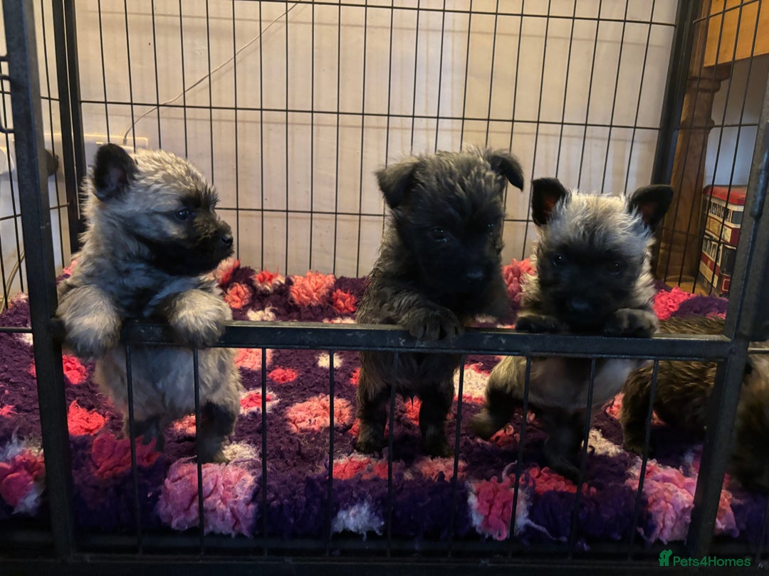 Cairn Terrier dogs for sale: Cairn Terrier Puppies  - Advert 3