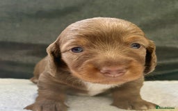 Miniature Dachshund dogs for sale: Stunning Kc Reg Long Hair Mini Dachshund puppies  - Image 9