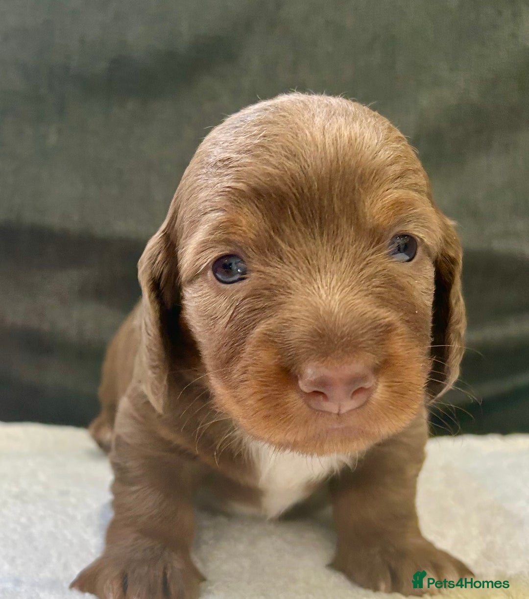 Miniature Dachshund dogs for sale: Stunning Kc Reg Long Hair Mini Dachshund puppies  - Image 9