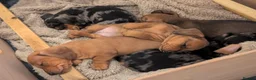 Miniature Dachshund dogs for sale: Beautiful pups  - Advert 13