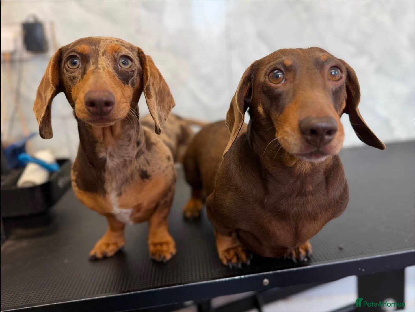 Miniature Dachshund dogs for sale: 💔LOVING HOME WANTED FOR 2 MINIATURE DACHSHUNDS 💔 - Advert 15