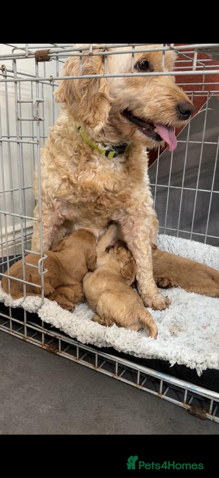 Cavapoo dogs Adorable Cavapoo - Advert 2