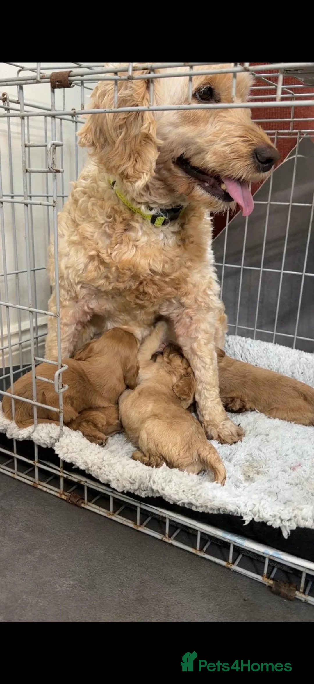 Cavapoo dogs for sale: Adorable Cavapoo in Heathfield - Advert 2