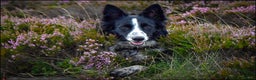 Border Collie dogs for sale: Collie pups mixed litter - Advert 4