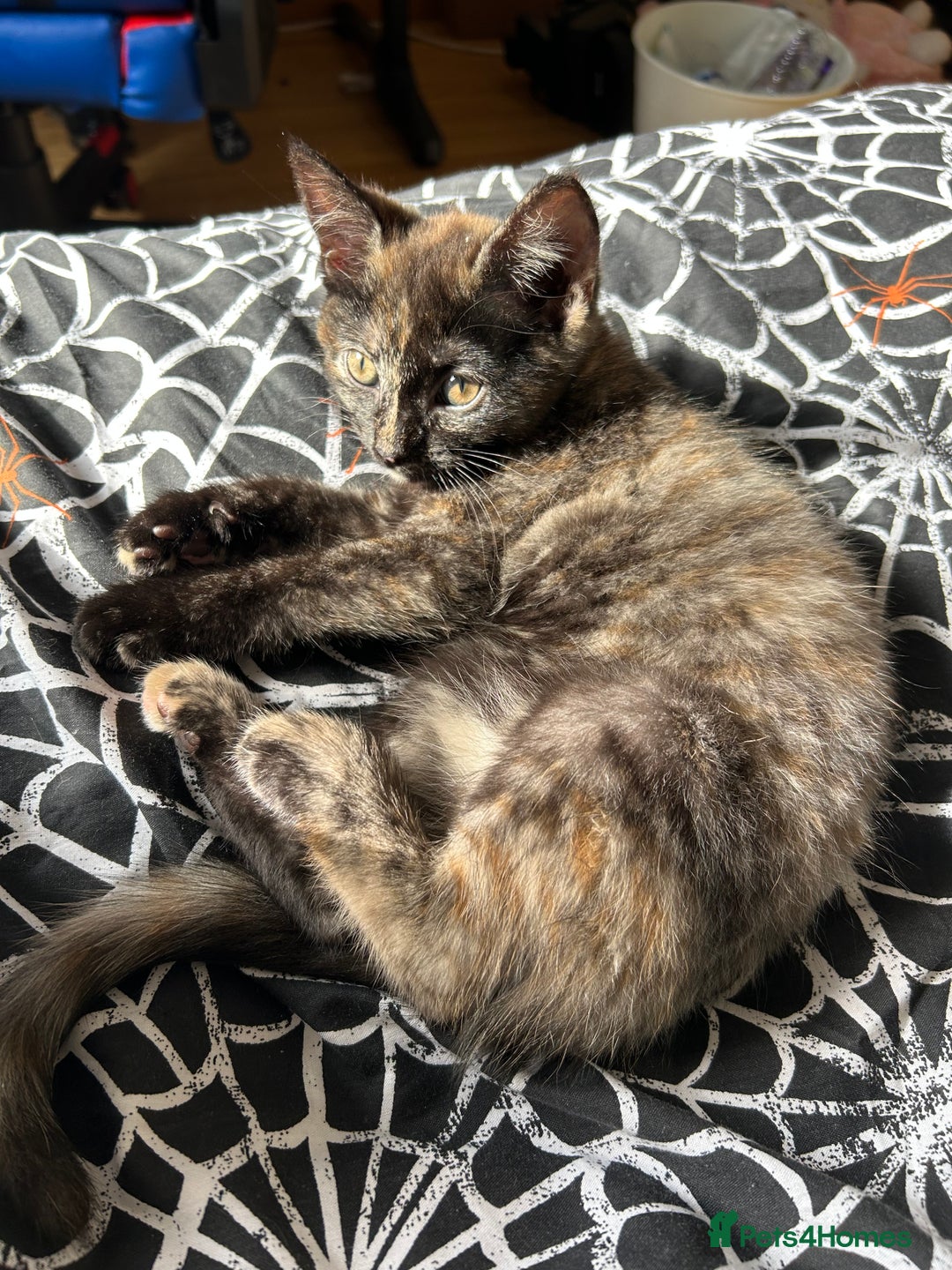 Ragdoll cats for sale: Kitten Ragdoll/ British shorthair - Advert 9