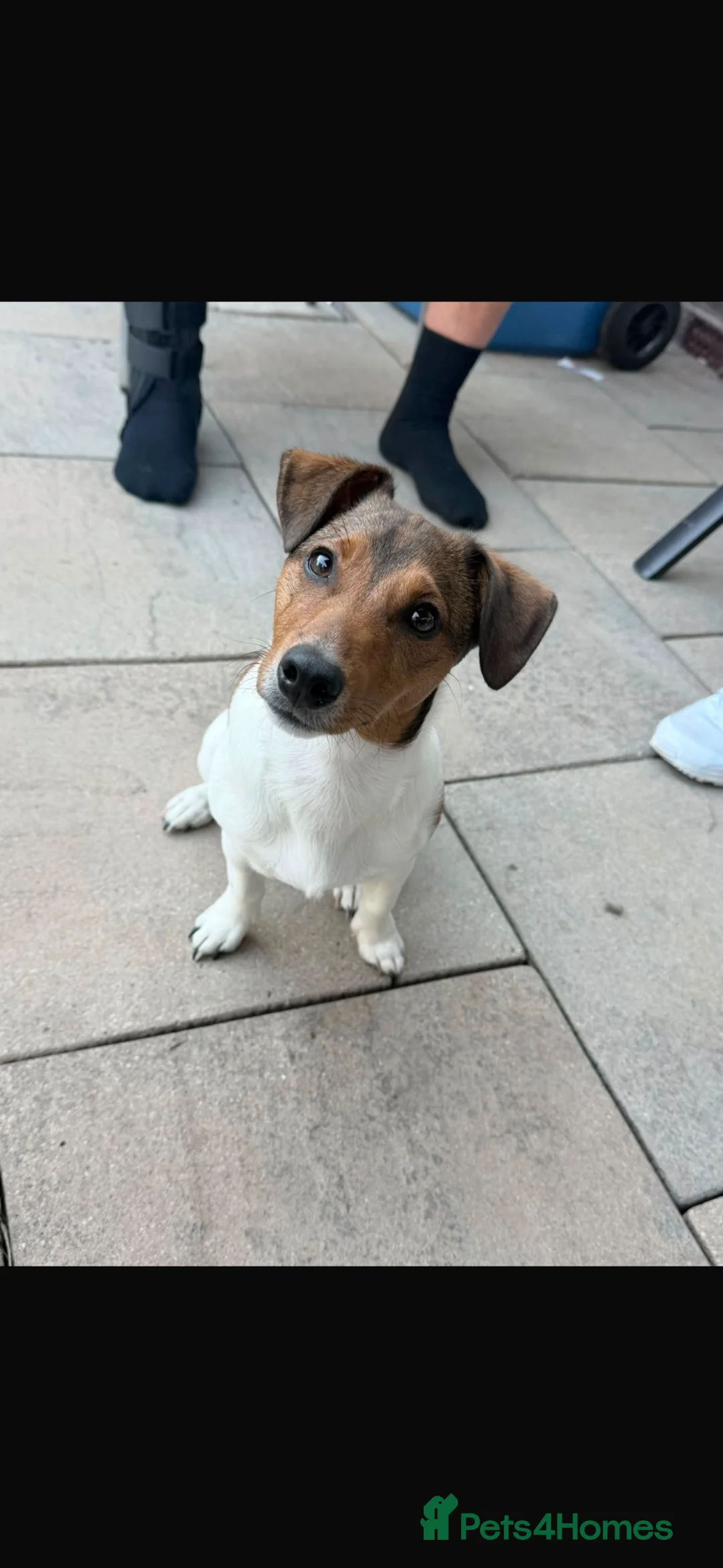 Jack Russell dogs for sale: 7 months old male Jack Russell,prince - Advert 2