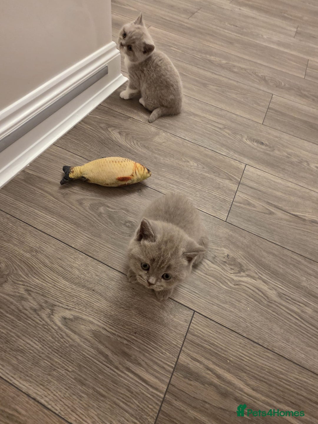 British Shorthair cats for sale: British shorthair - Advert 13