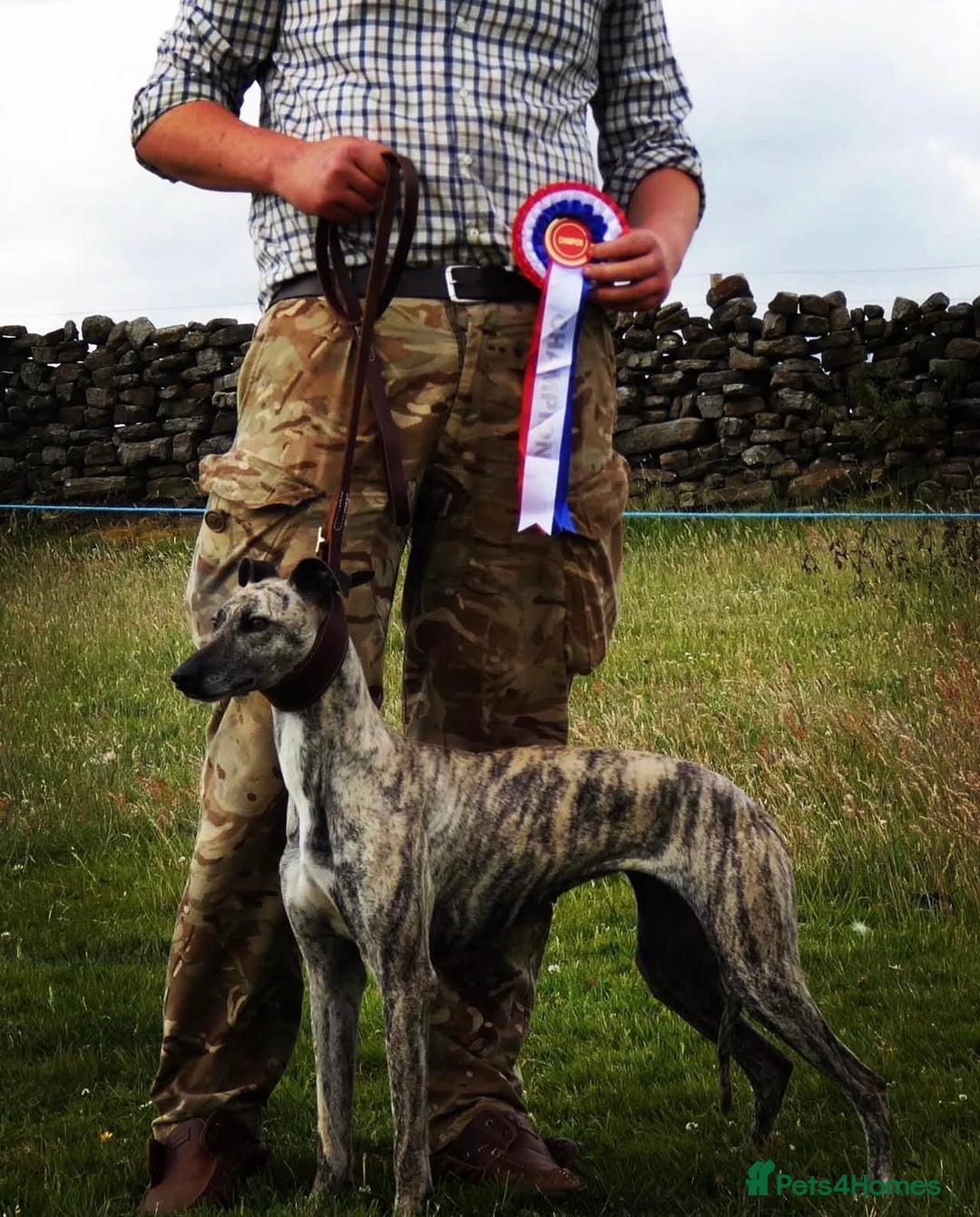 Lurcher dogs for sale: Stunning lurcher puppy’s  - Advert 7