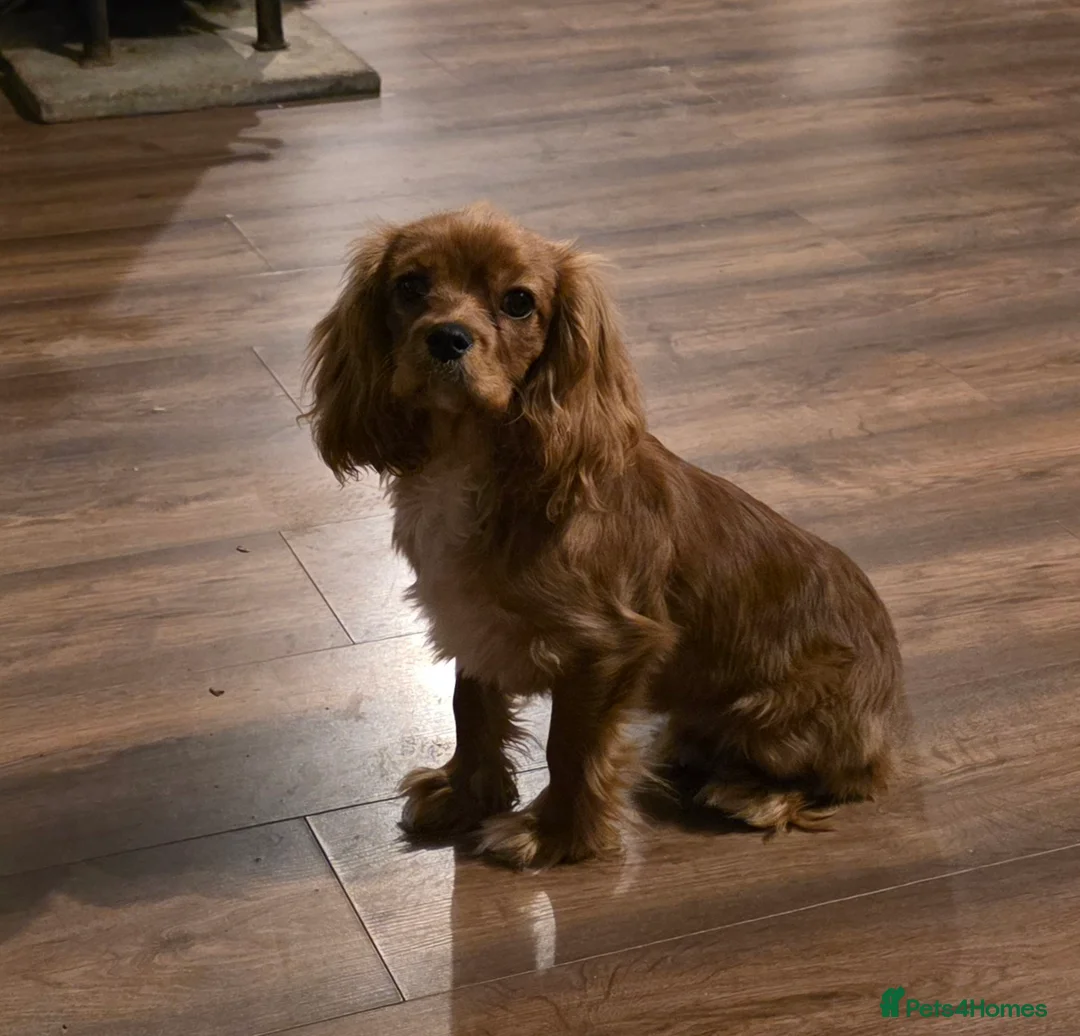 Cavalier King Charles Spaniel dogs for sale: KC registered Cavalier King Charles Spaniel  - Advert 1