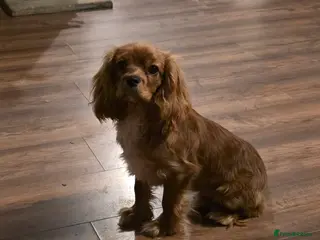 Cavalier King Charles Spaniel dogs KC registered Cavalier King Charles Spaniel - Advert 1