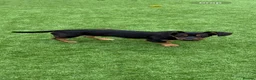 Mixed Breed dogs for sale: Beautiful dachsweiler girl for sale - Advert 4