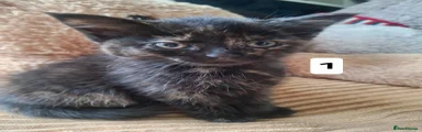 Mixed Breed Kitten 1