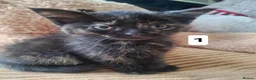 Mixed Breed cats for sale: Very nice kittens:3 boys and 3 girls - Advert 30