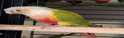 Parrots birds for sale: semi tame Pineapple canure Parrott   - Advert 2