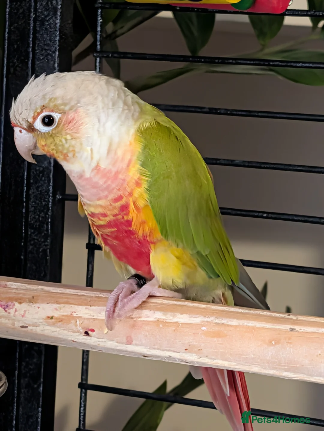 Parrots birds for sale: semi tame Pineapple canure Parrott   - Advert 2