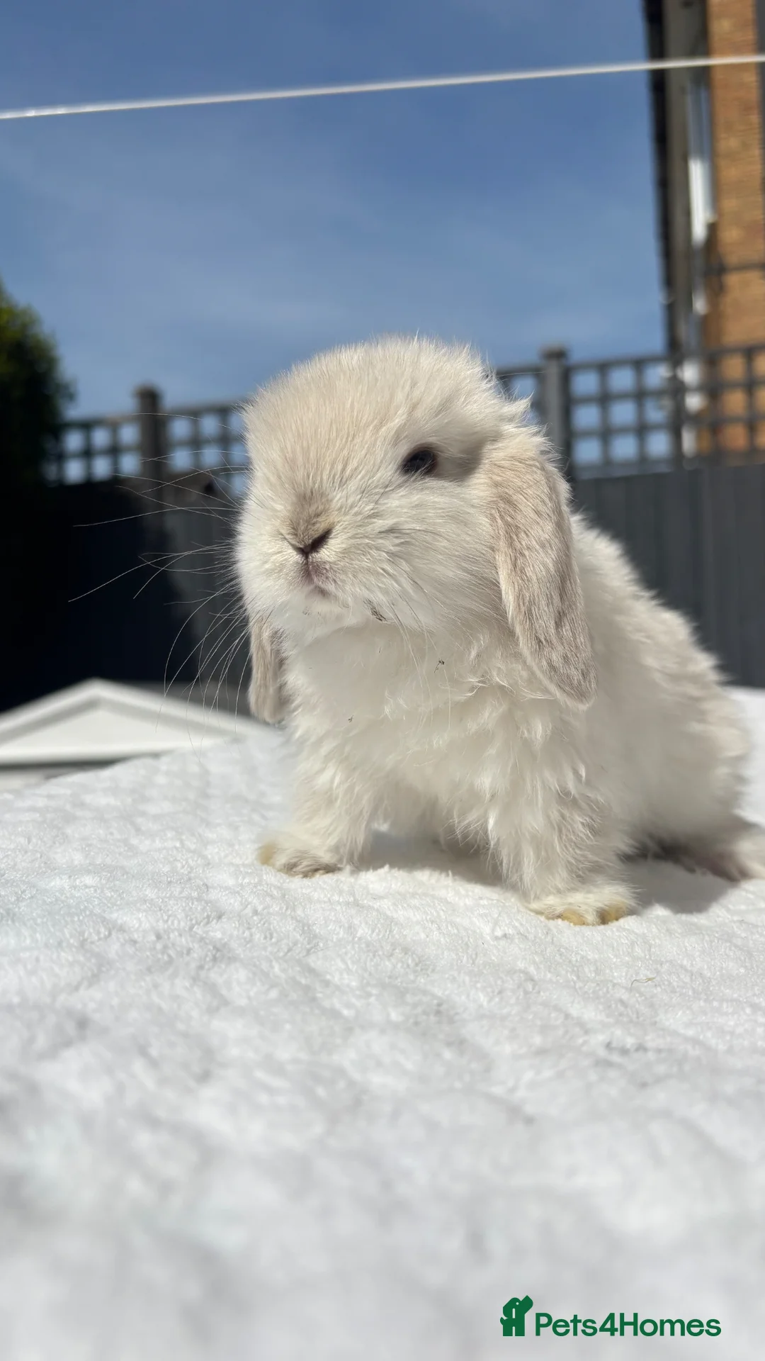 Mini Lop rabbits for sale: Gorgeous Pure Bred Mini Lop Baby Rabbits - Advert 9
