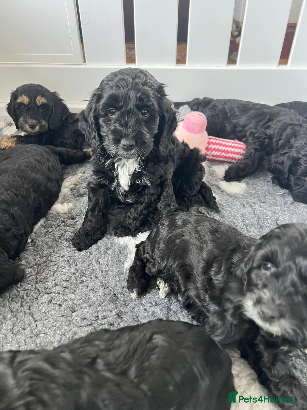 Cockapoo dogs for sale: Beautiful f1 Cockapoo puppies  - Advert 1