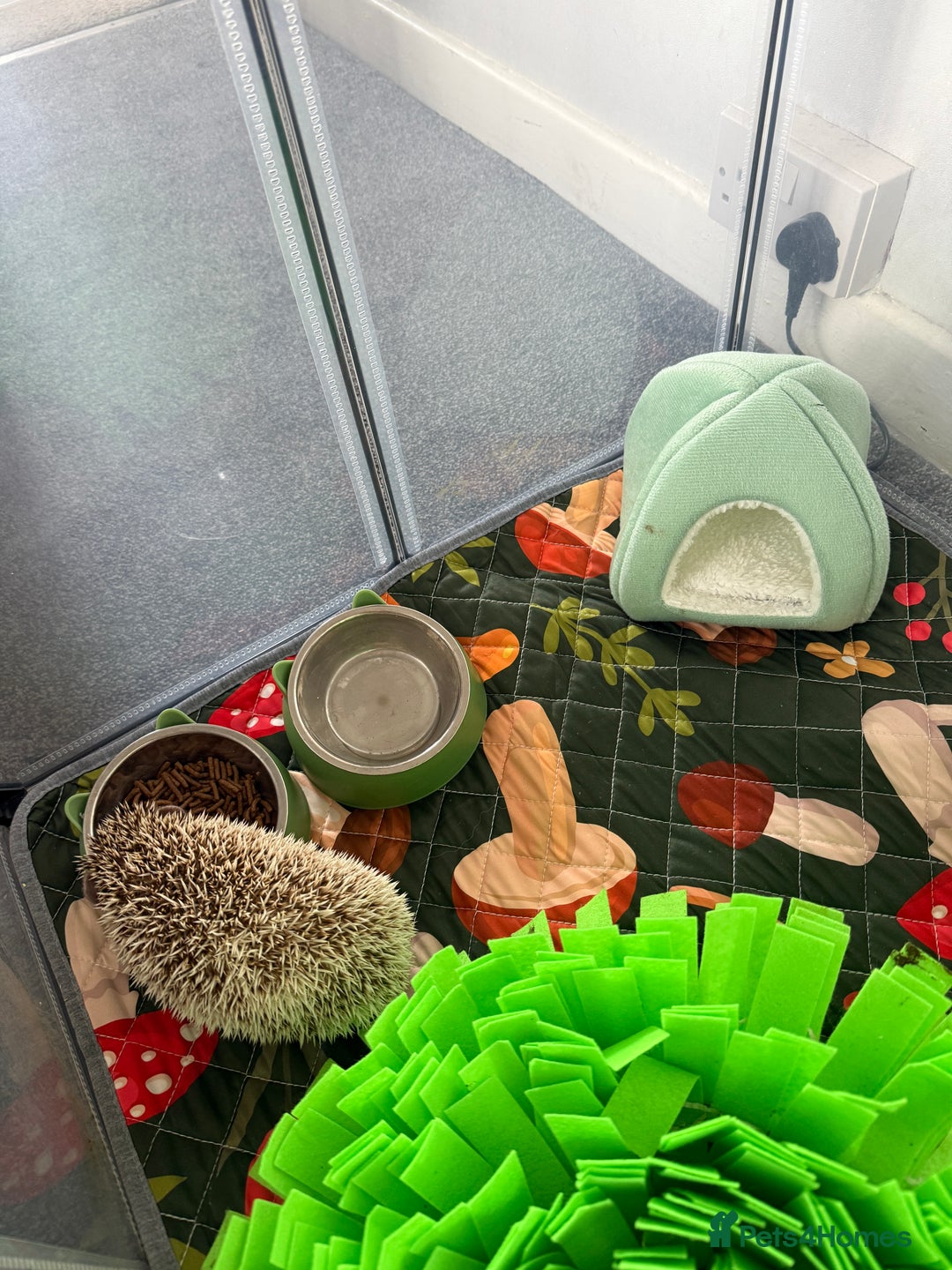 Pygmy Hedgehog rodents for sale: Hedgehog and full set up for sale - Image 4