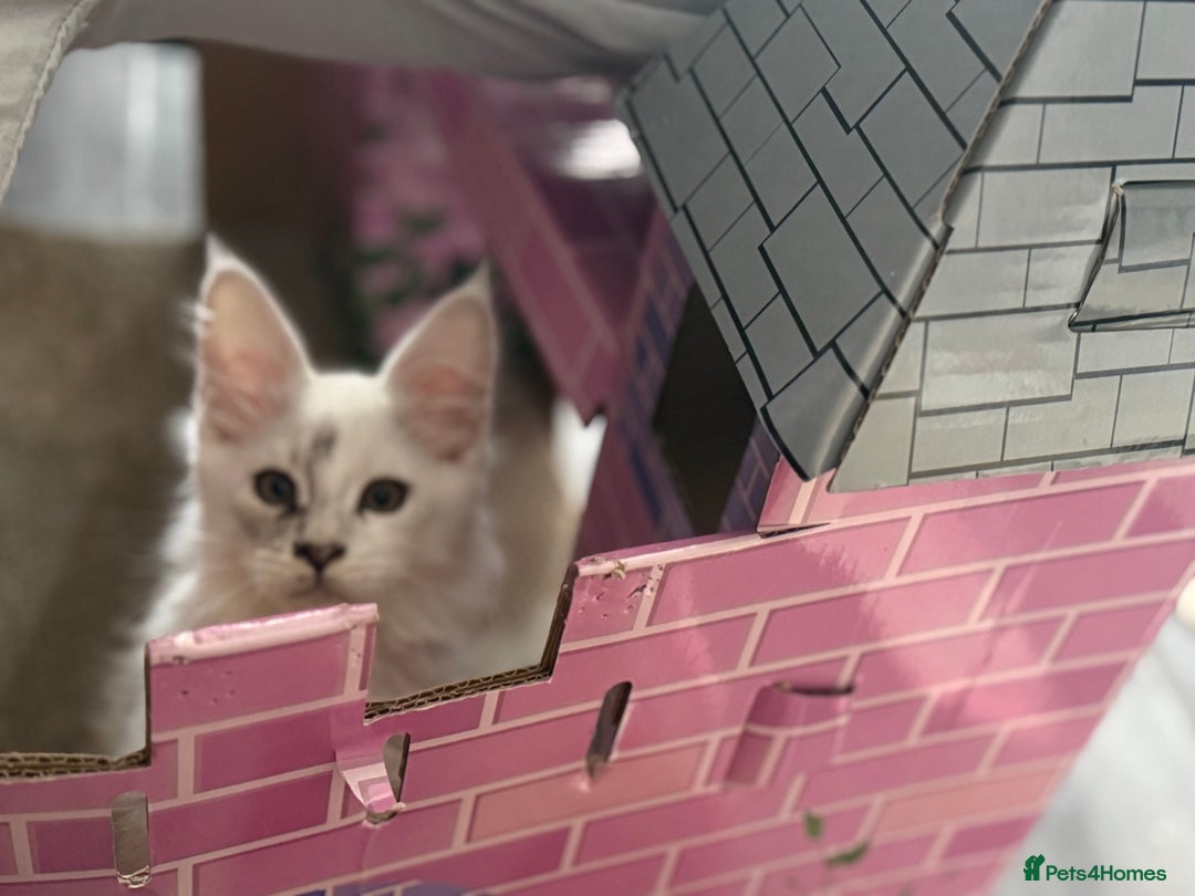 Maine Coon cats for sale: TICA Reg Blue Silver Shaded MaineCoon Kittens  - Advert 27