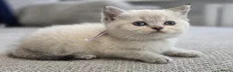 British Shorthair cats for sale: Beautiful White British Shorthair adorable Kittens - Advert 14