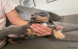 Dachshund dogs for sale: Dachshund  - Image 2
