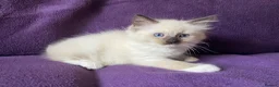 Ragdoll cats for sale: Beautiful Ragdoll Kittens - Advert 5