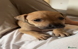 American Bully dogs for sale: Female American bully  - Image 9