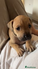 American Bully Puppy 7