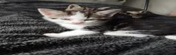 Mixed Breed cats for sale: Kittens for sale  in Batley - Advert 7