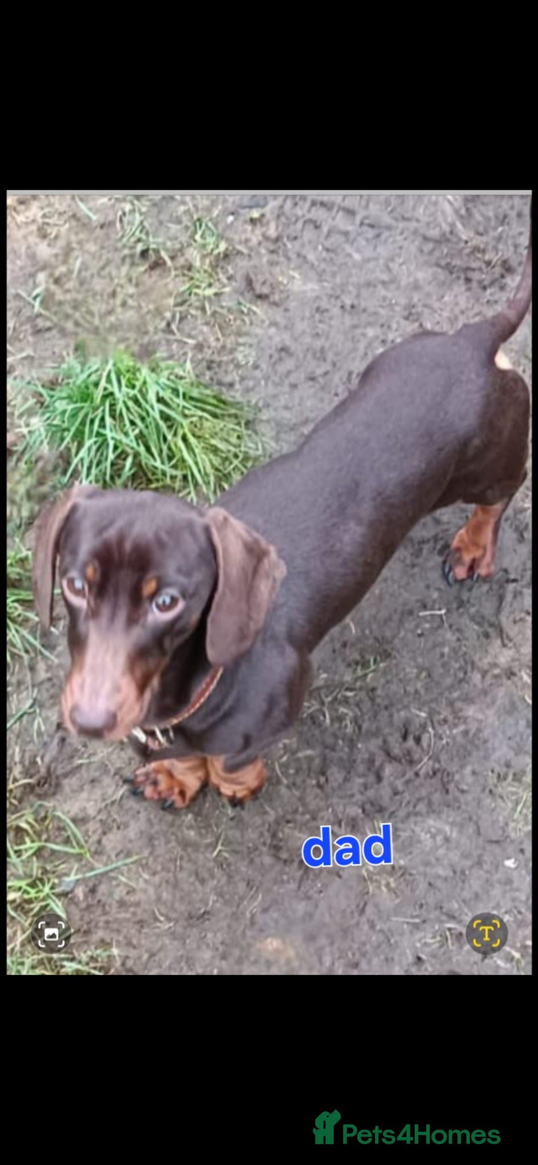 Miniature Dachshund dogs for sale: Miniature dachshund  - Advert 7