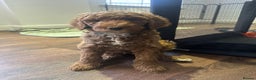 Poodle dogs for sale: Giant poodle  - Advert 4