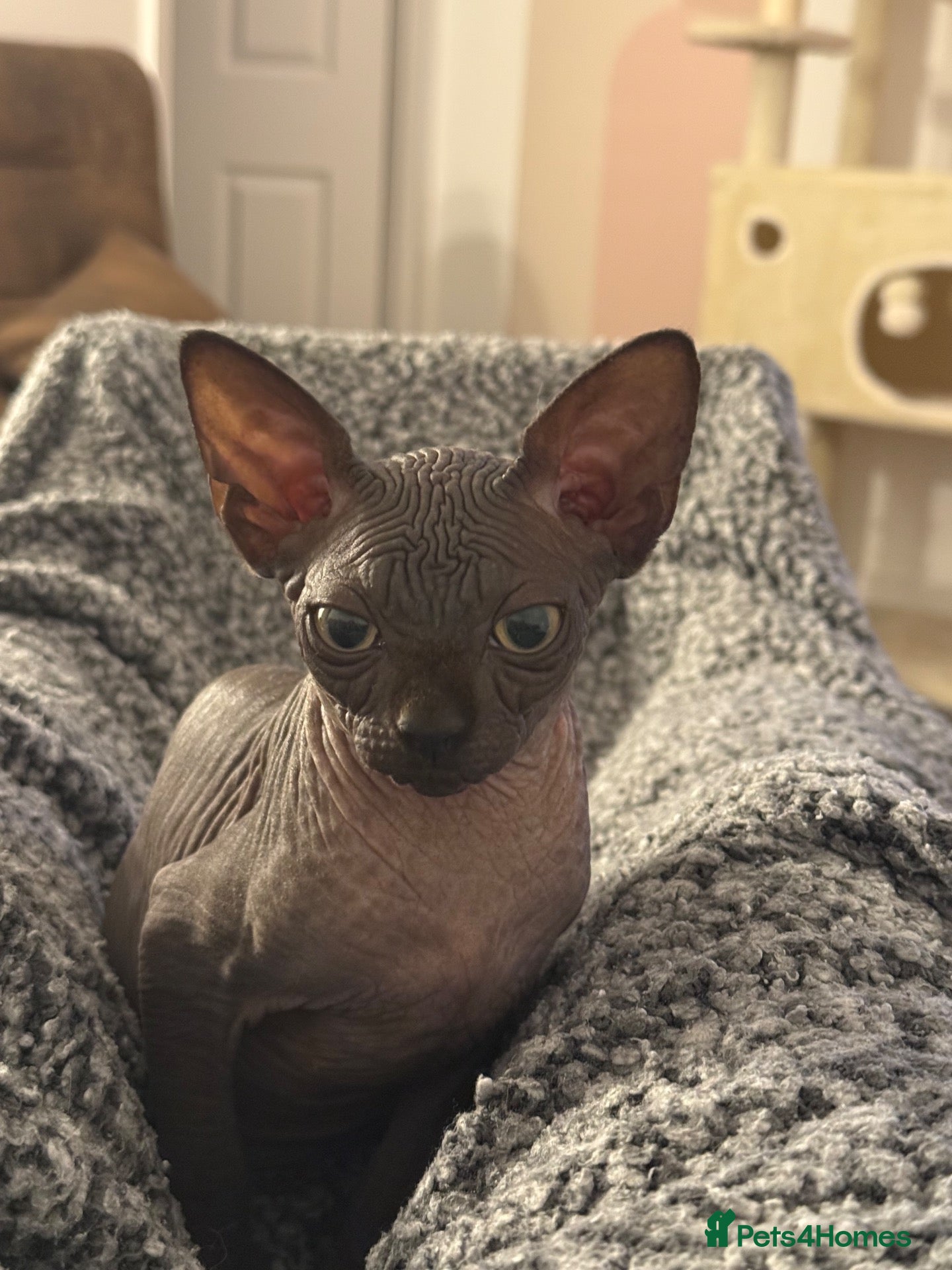 Sphynx cats Black sphynx boy looking for a new home.  - Advert 3