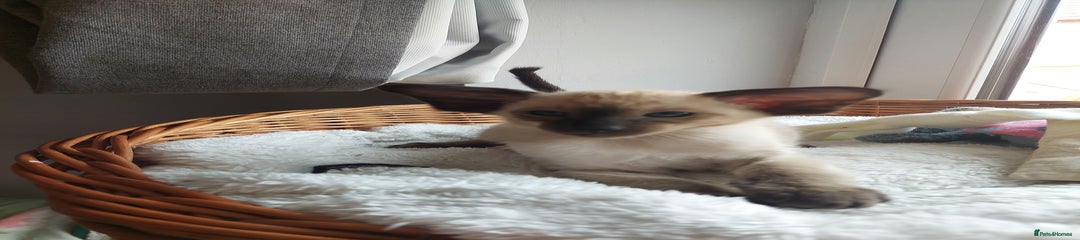 Siamese Kitten 1