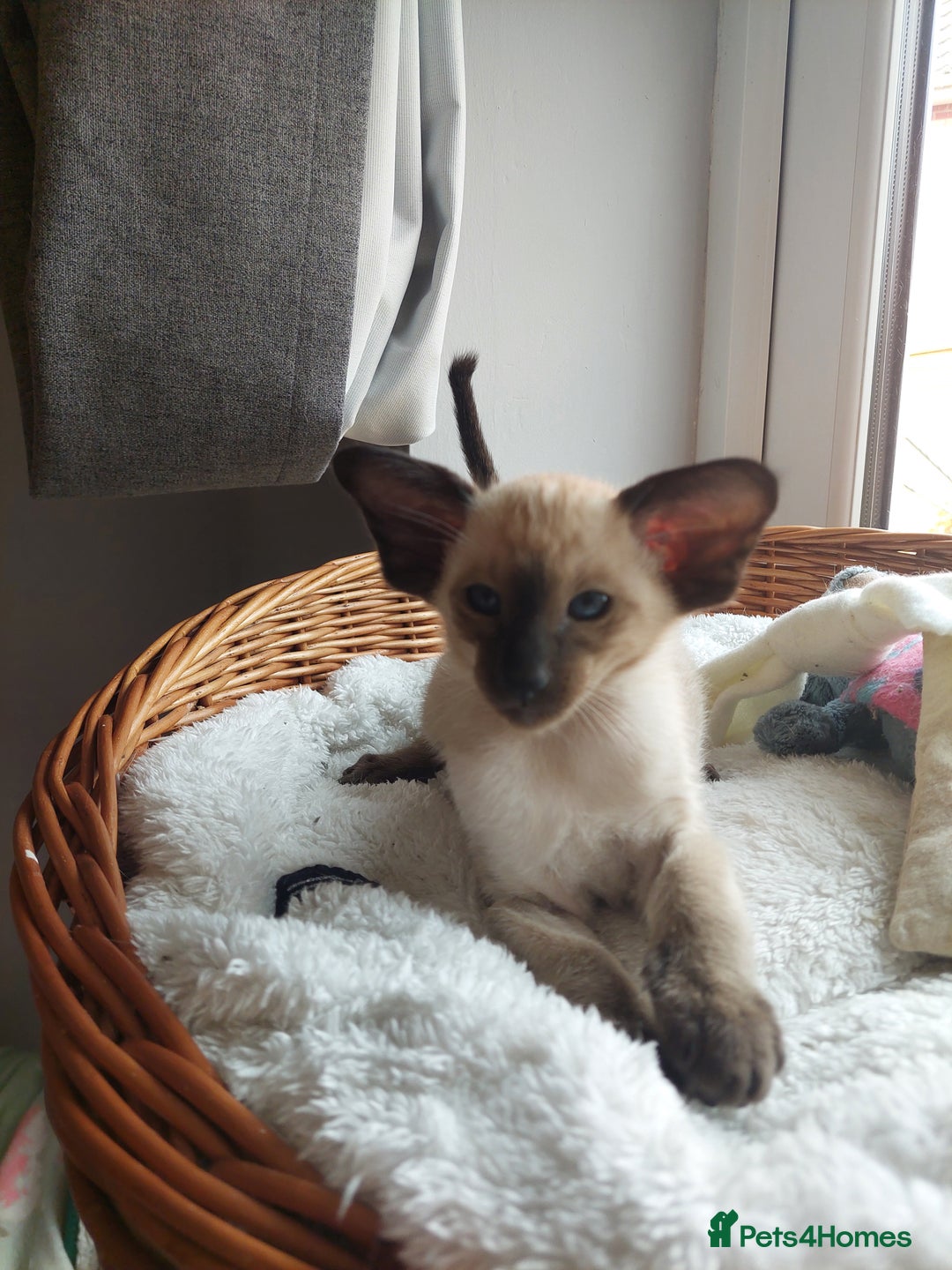 Siamese cats for sale: Siamese GCCF Registered Kittens - Image 21