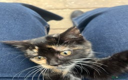Mixed Breed cats for sale: Female Kitten  - Advert 6
