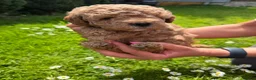 Cockapoo dogs for sale: Wonderful healthy puppies can go to new homes  - Advert 24