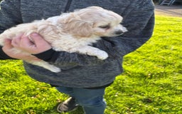 Mixed Breed dogs for sale: Beautiful Cocoranian Boy - Image 3