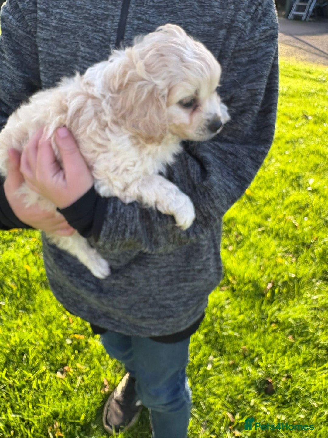 Mixed Breed dogs for sale: Beautiful Cocoranian Boy - Image 3