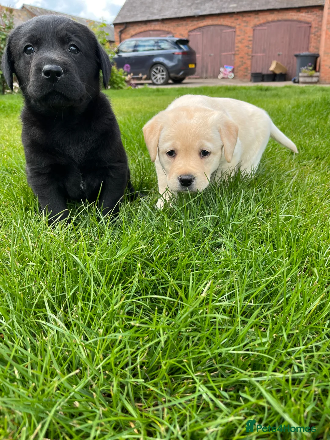 Labrador Retriever dogs for sale: Pedigree Labrador puppies - Advert 2