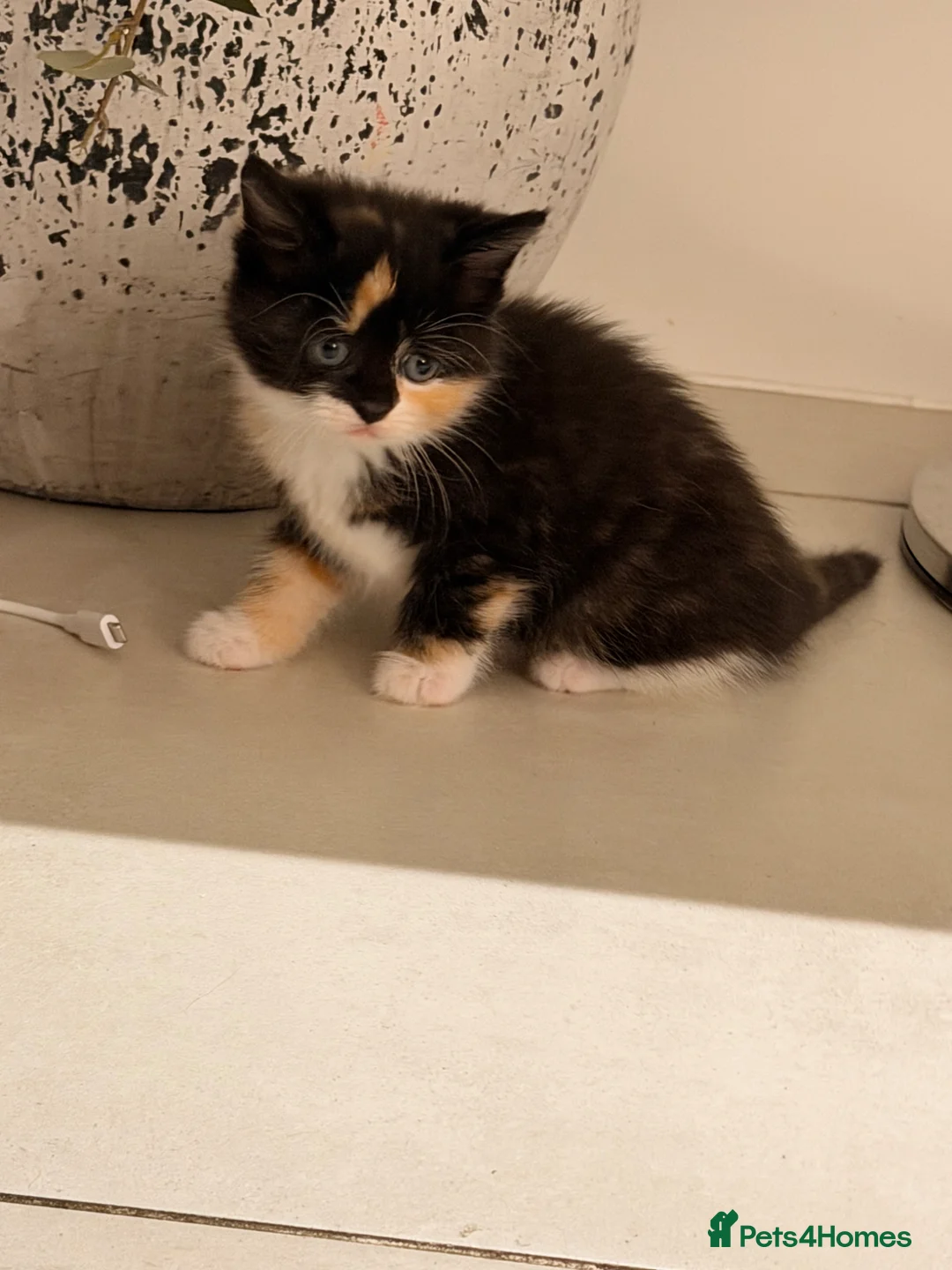 Siberian cats for sale: Meet marble  - Advert 2