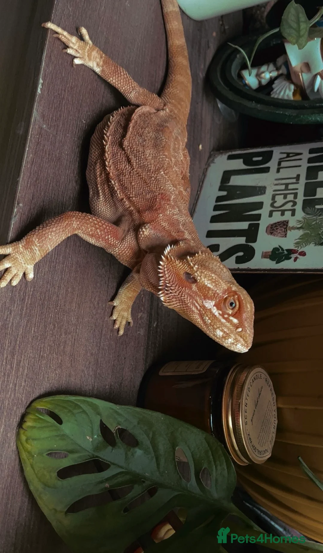 Bearded Dragon reptiles for sale: Bearded dragon  in Alford - Advert 11